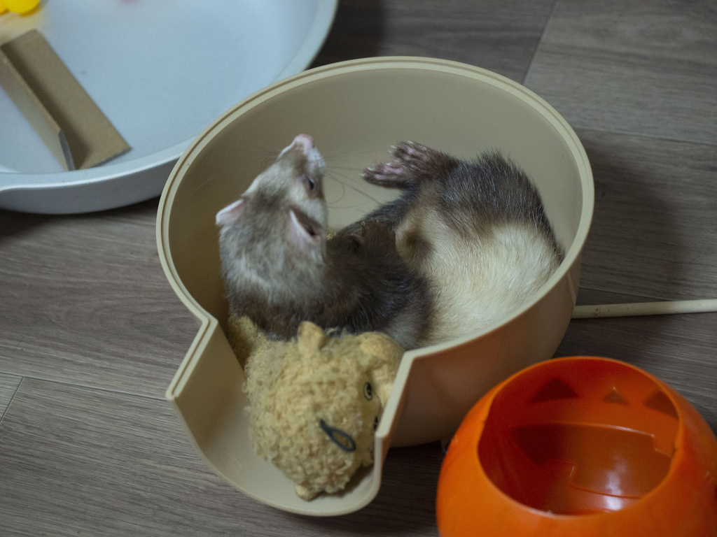 f:id:rokuzeudon:20181007111311j:plain