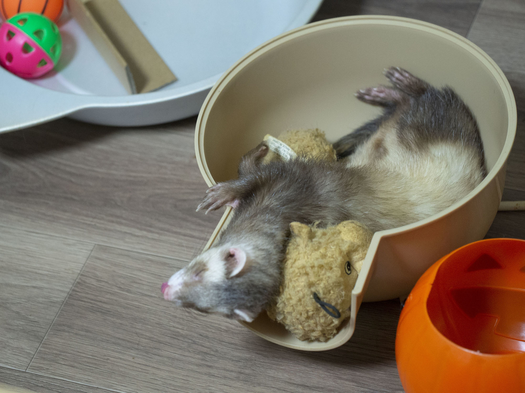 f:id:rokuzeudon:20181007111318j:plain