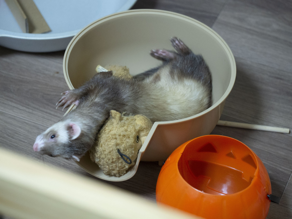 f:id:rokuzeudon:20181007111322j:plain