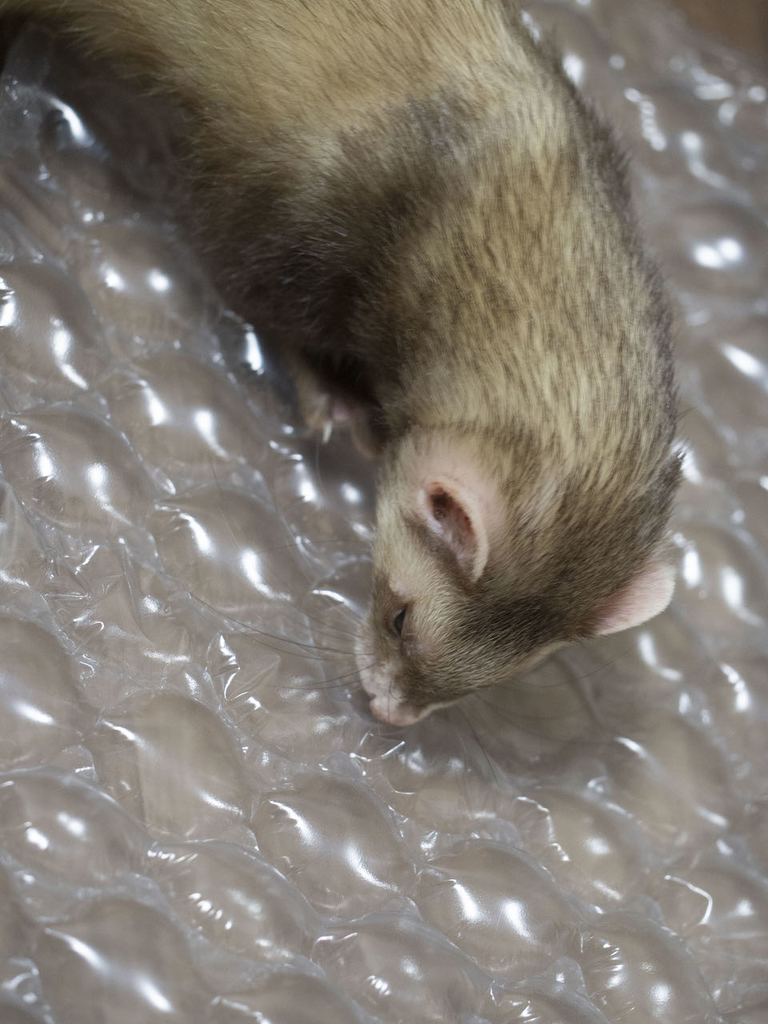 f:id:rokuzeudon:20181014133629j:plain