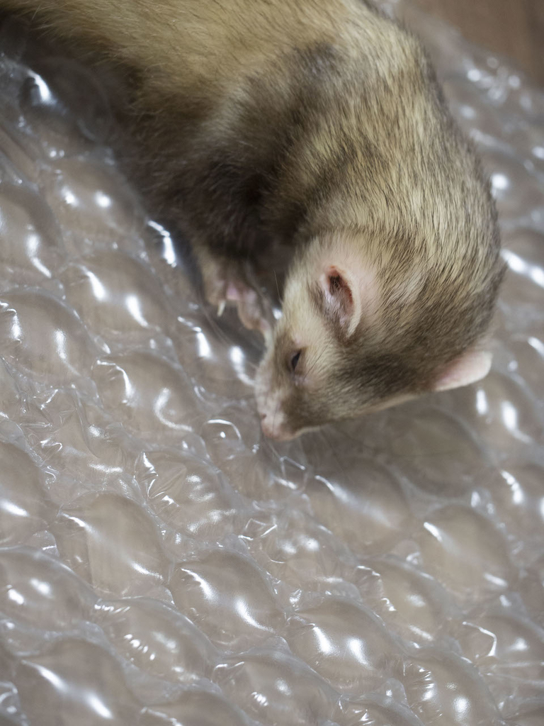 f:id:rokuzeudon:20181014133638j:plain