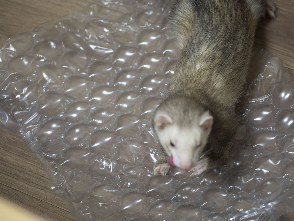 f:id:rokuzeudon:20181014133650j:plain