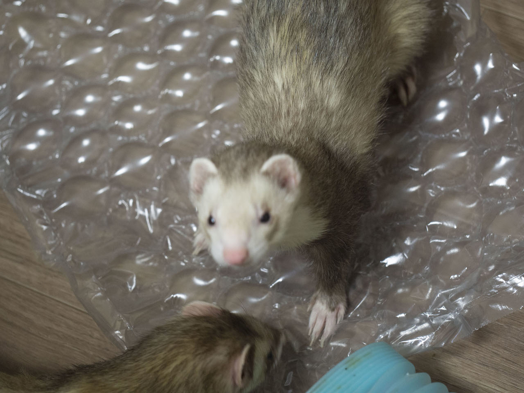 f:id:rokuzeudon:20181014133656j:plain