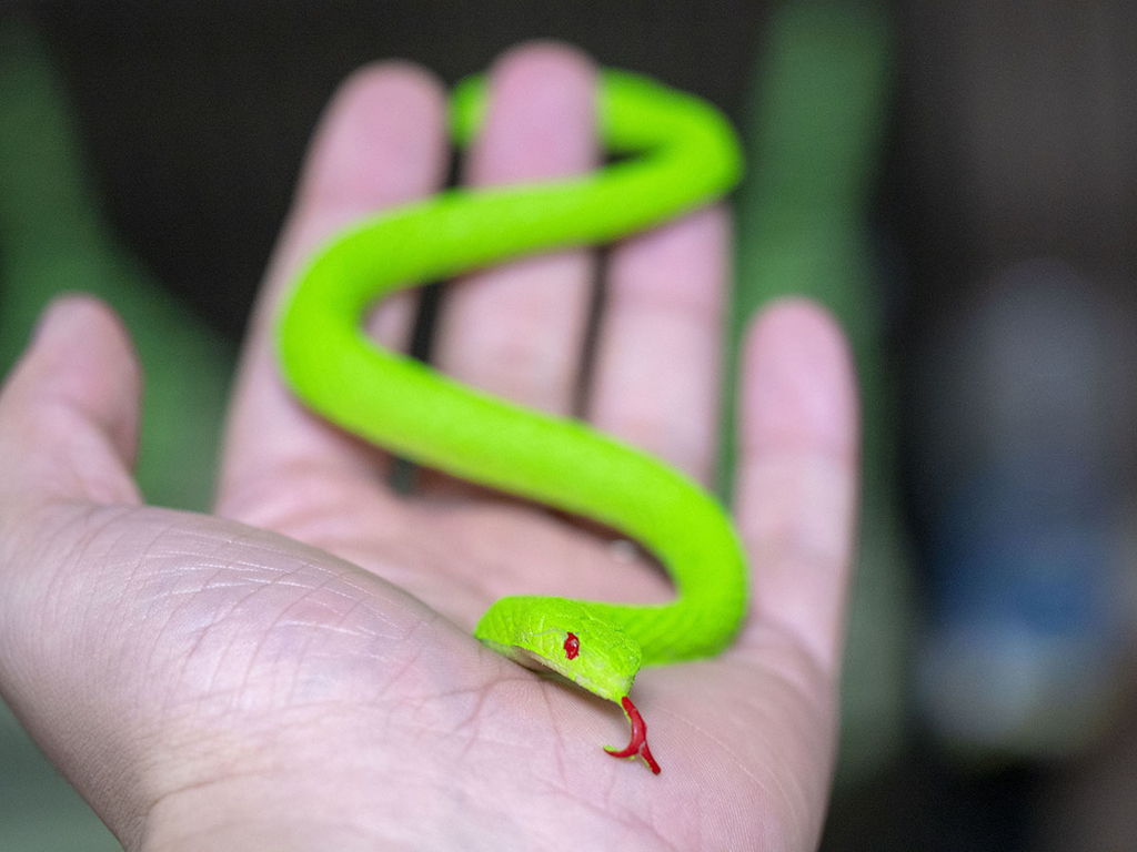 f:id:rokuzeudon:20181208111928j:plain