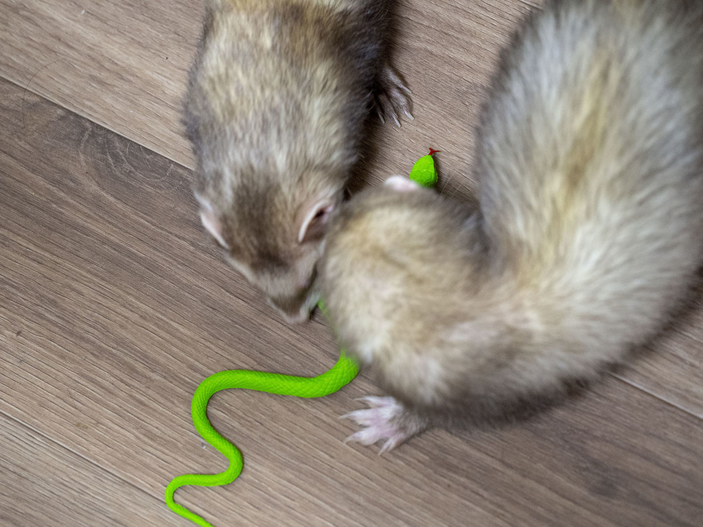 f:id:rokuzeudon:20181208111932j:plain