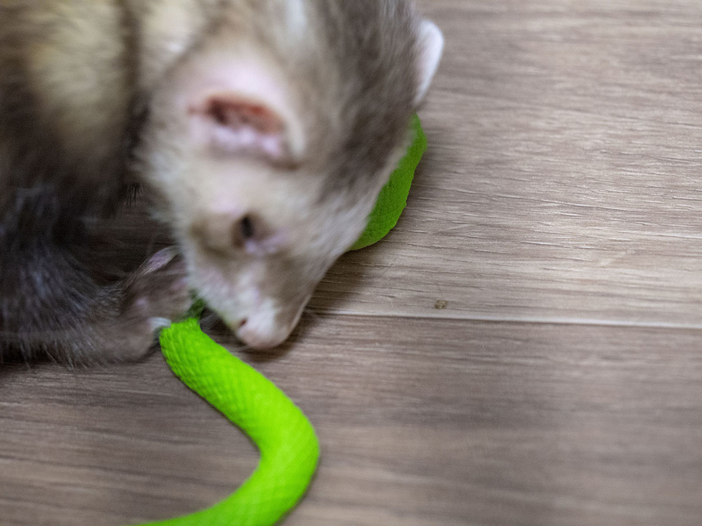 f:id:rokuzeudon:20181208111937j:plain