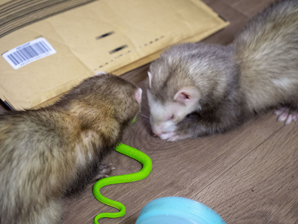 f:id:rokuzeudon:20181208111957j:plain