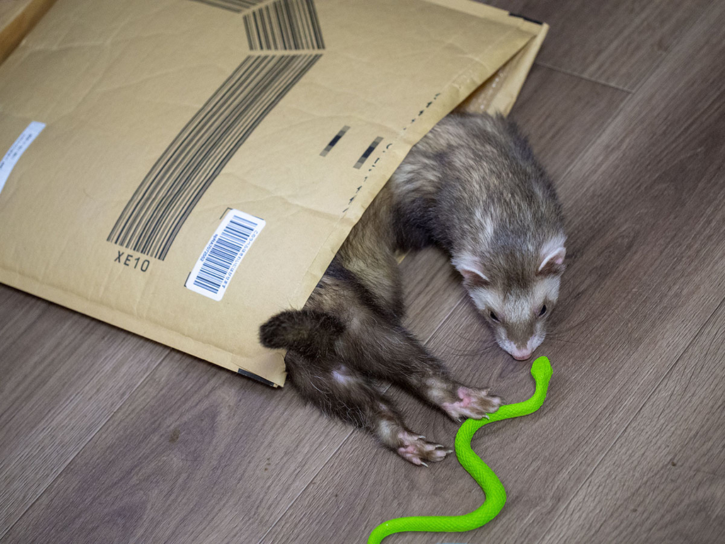 f:id:rokuzeudon:20181208112002j:plain