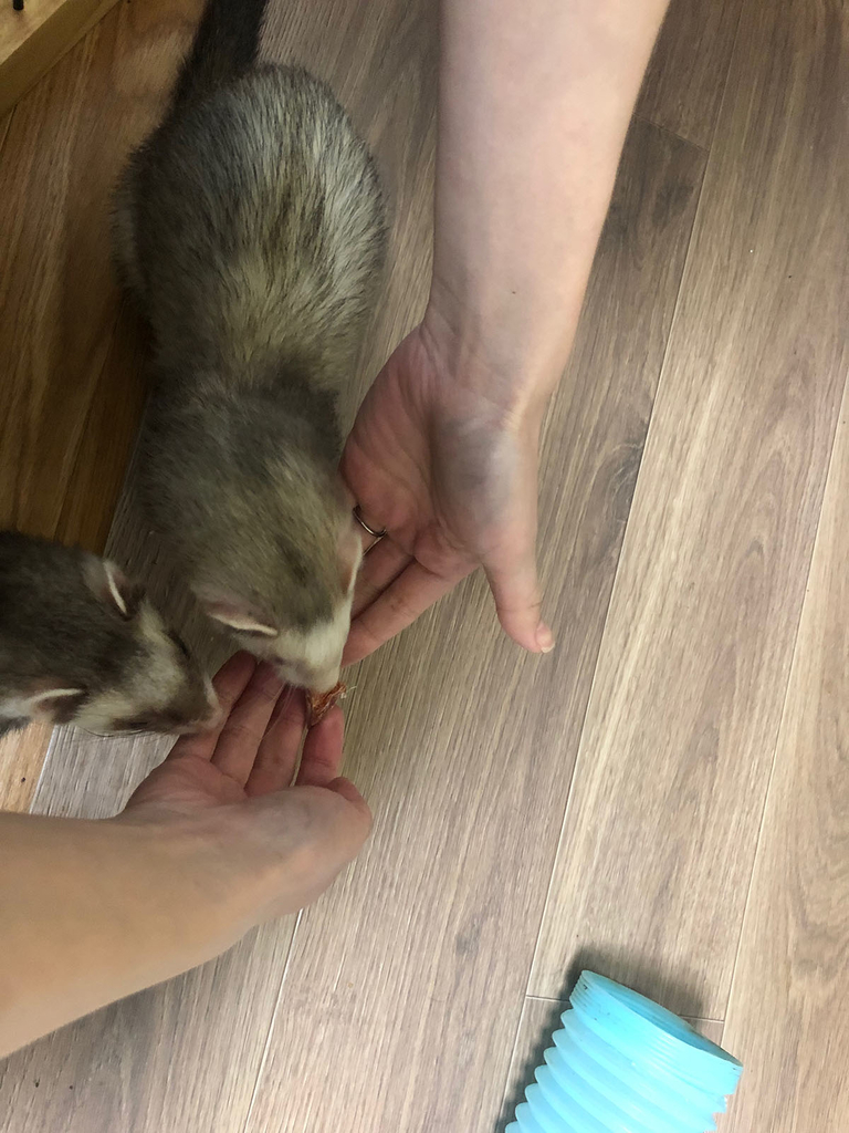 f:id:rokuzeudon:20181223013059j:plain