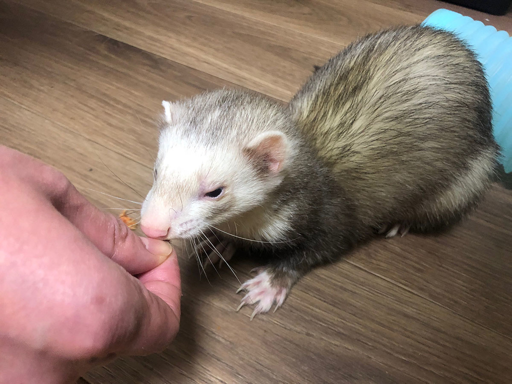 f:id:rokuzeudon:20181223013139j:plain