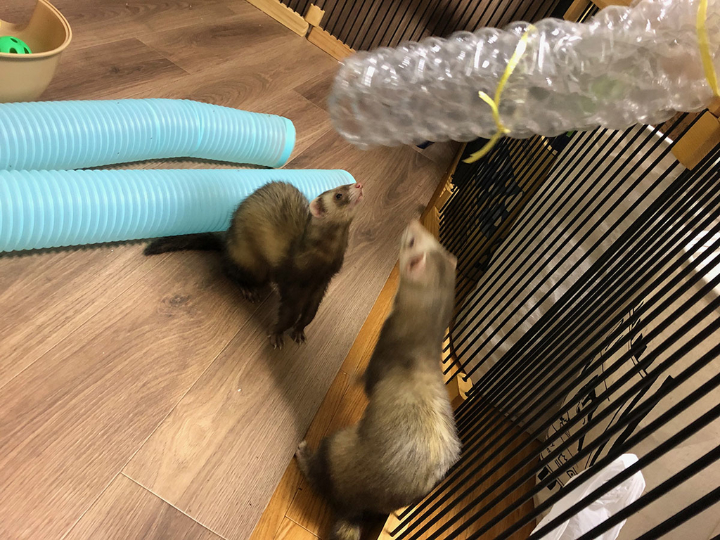 f:id:rokuzeudon:20181223020836j:plain