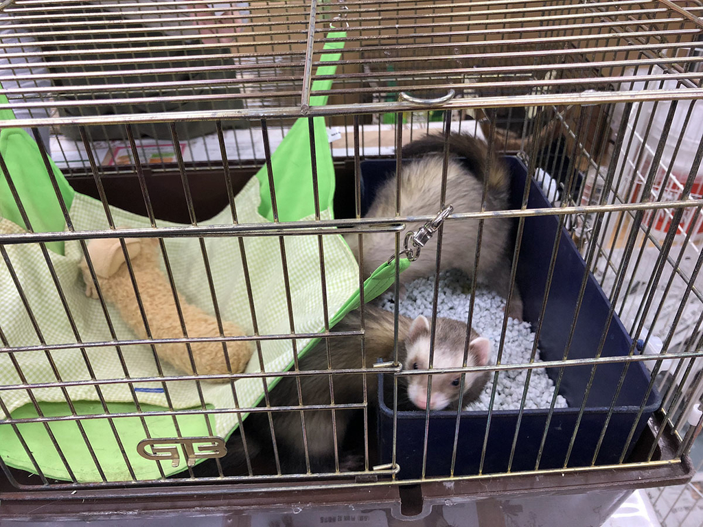 f:id:rokuzeudon:20190105130814j:plain