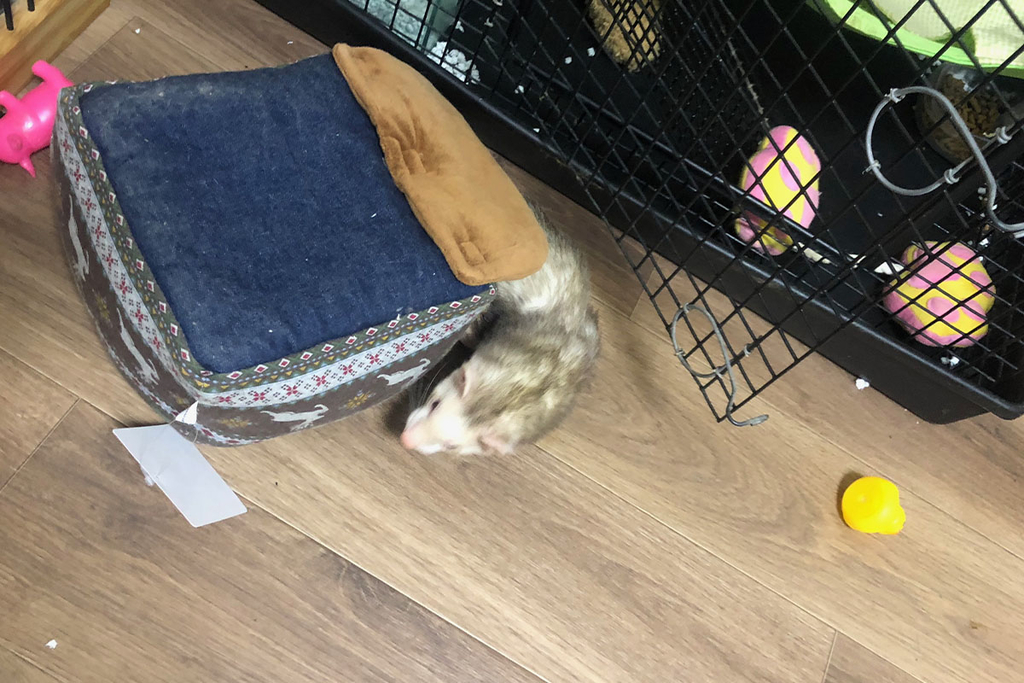 f:id:rokuzeudon:20190127102729j:plain