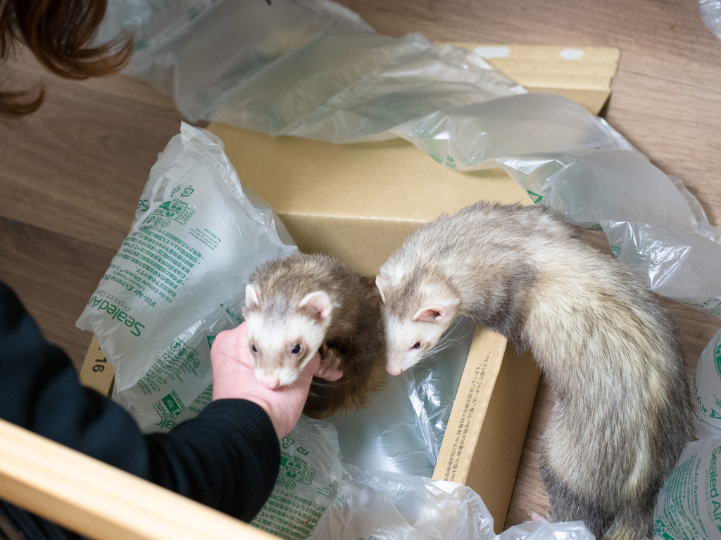 f:id:rokuzeudon:20190131050959j:plain