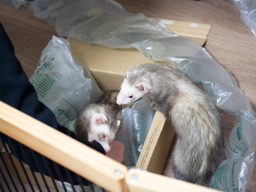 f:id:rokuzeudon:20190131051053j:plain