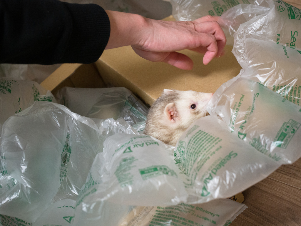 f:id:rokuzeudon:20190131051157j:plain