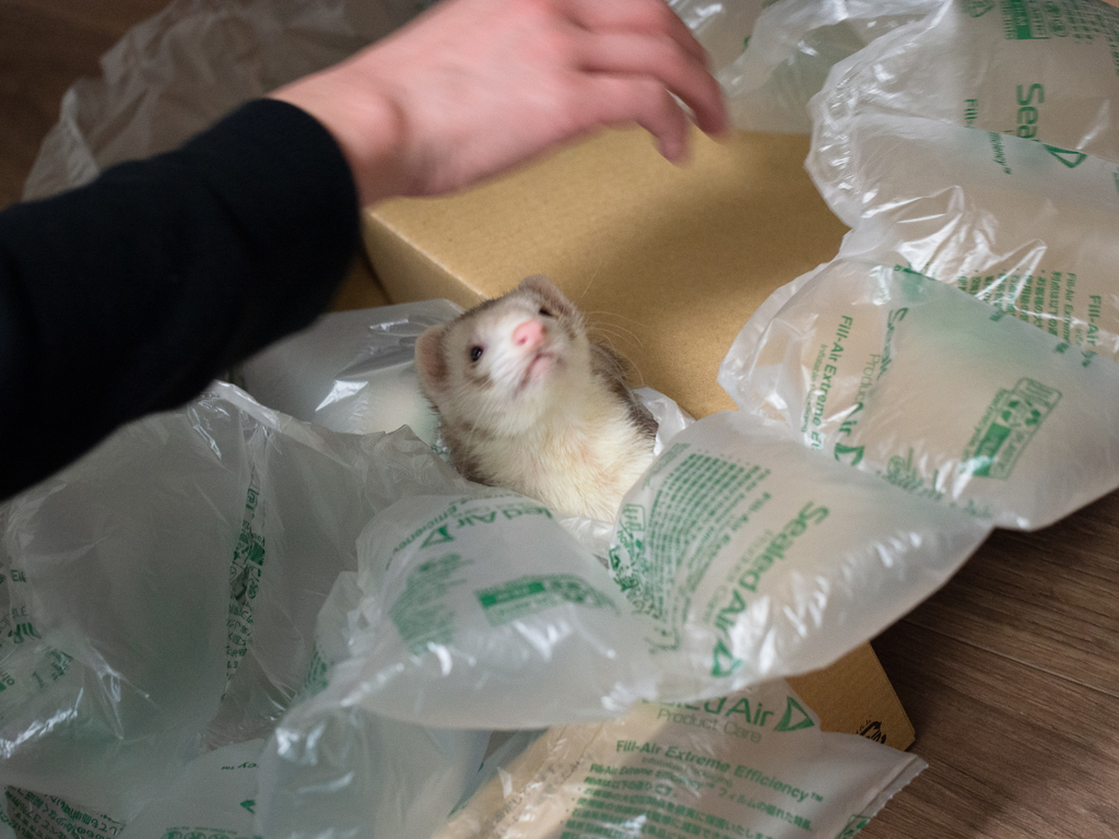 f:id:rokuzeudon:20190131051206j:plain