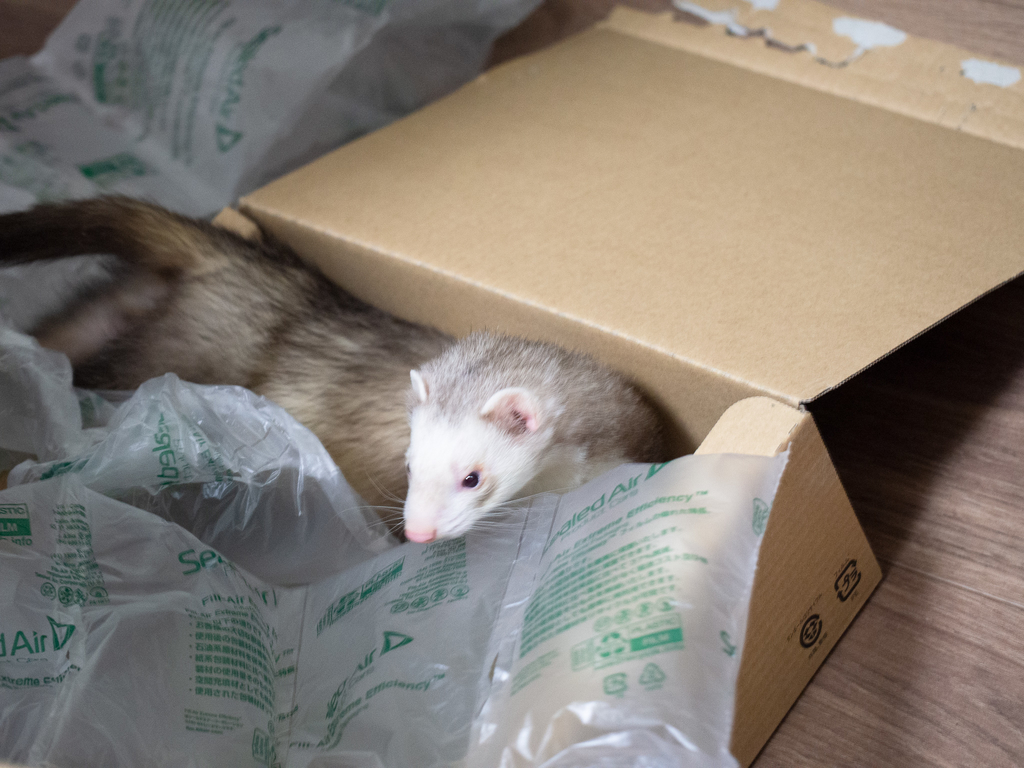 f:id:rokuzeudon:20190131051215j:plain