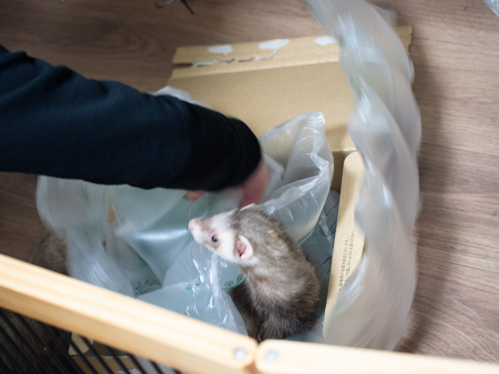 f:id:rokuzeudon:20190131051325j:plain