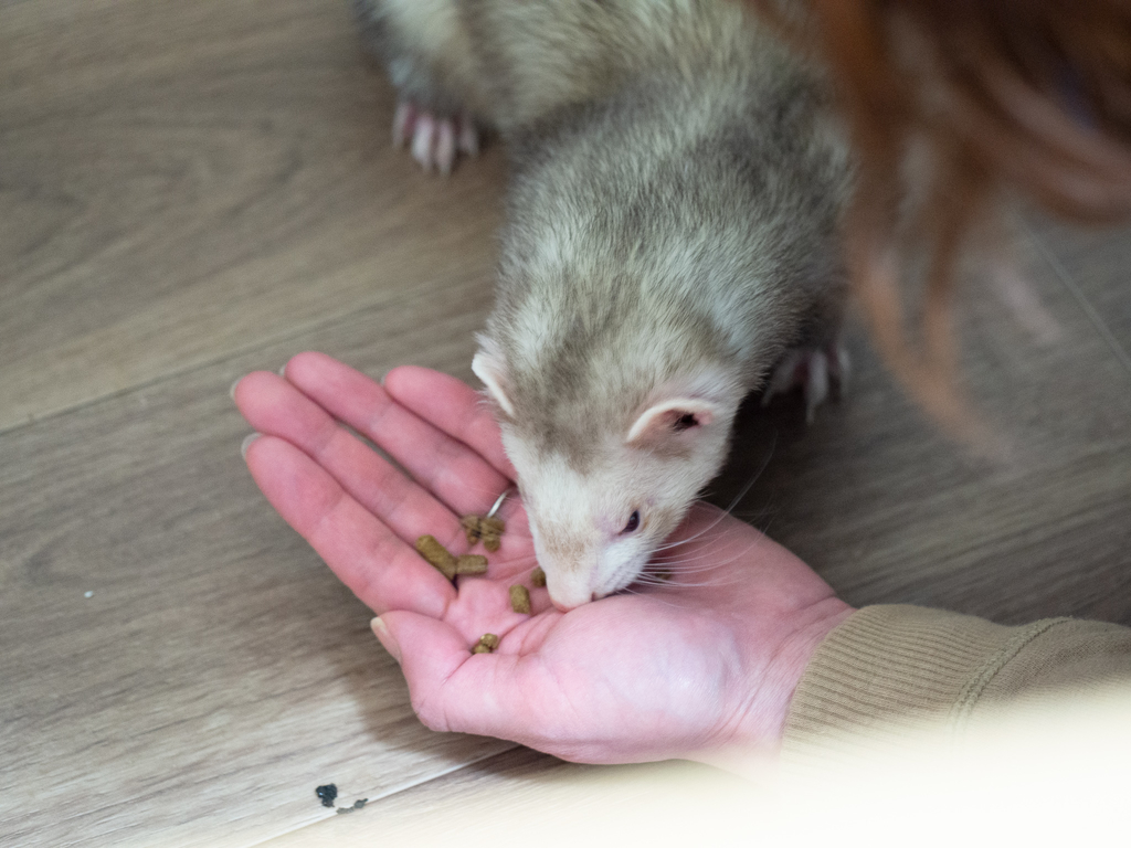 f:id:rokuzeudon:20190131051408j:plain