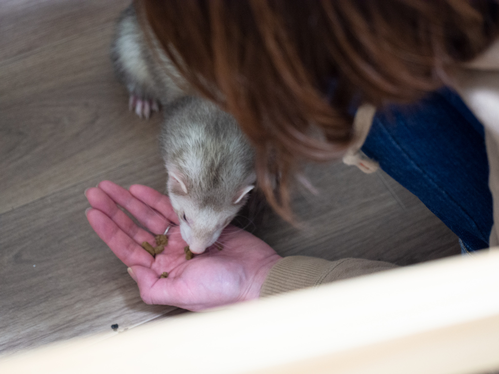 f:id:rokuzeudon:20190131051415j:plain