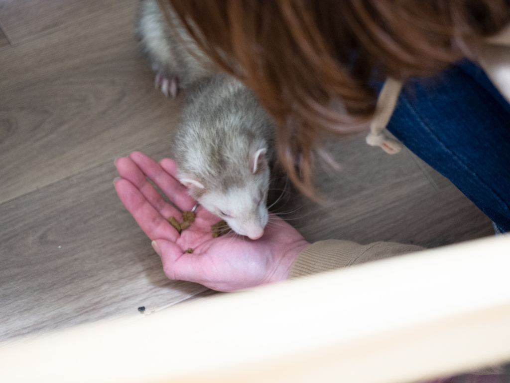 f:id:rokuzeudon:20190131051423j:plain