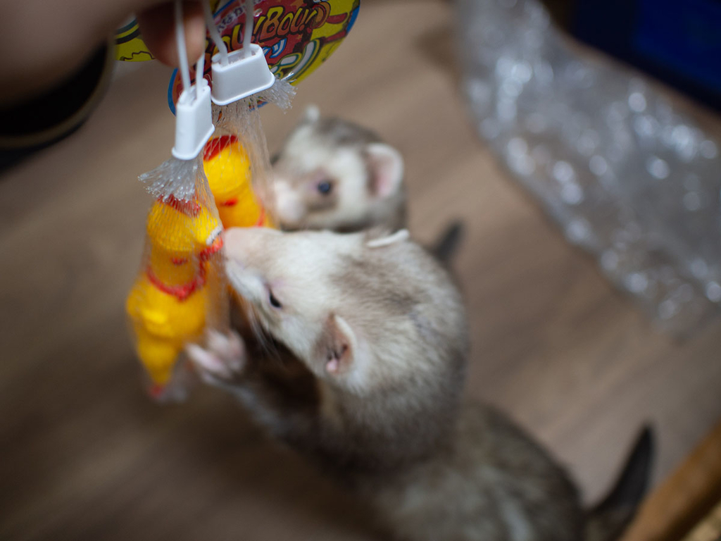 f:id:rokuzeudon:20190216211503j:plain