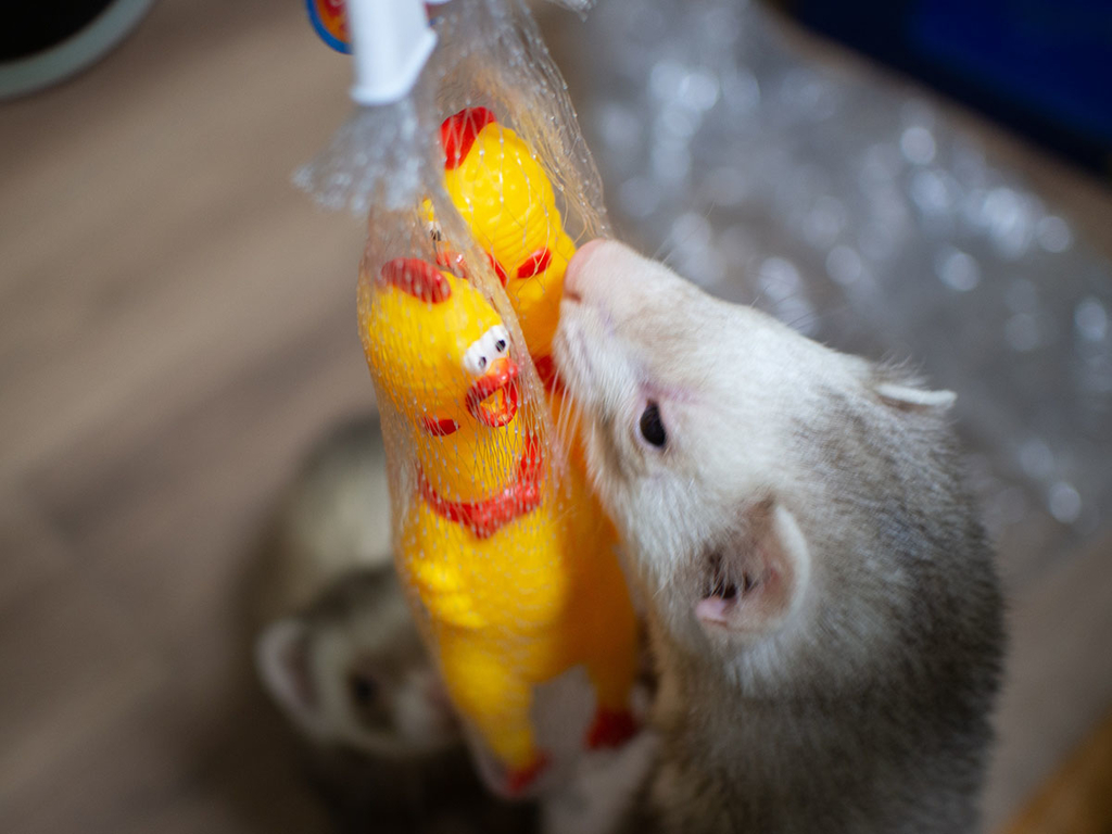 f:id:rokuzeudon:20190216211508j:plain