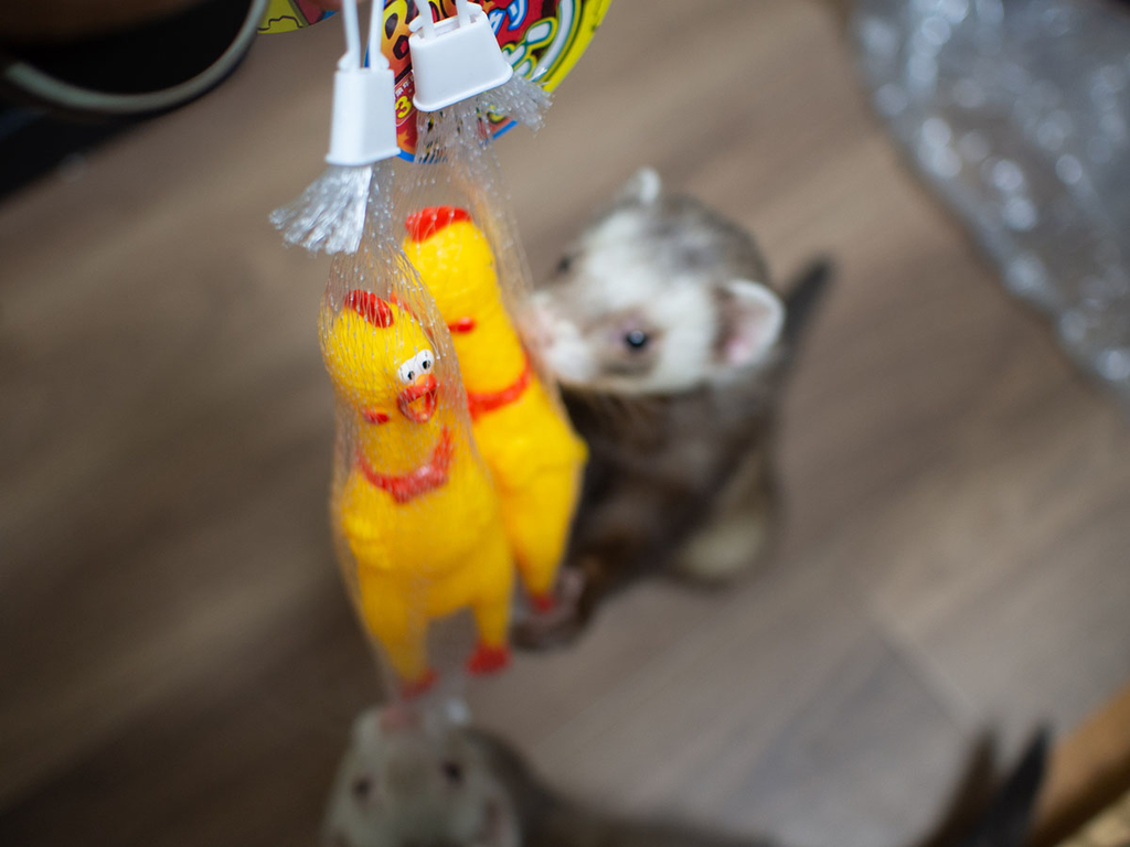 f:id:rokuzeudon:20190216211535j:plain