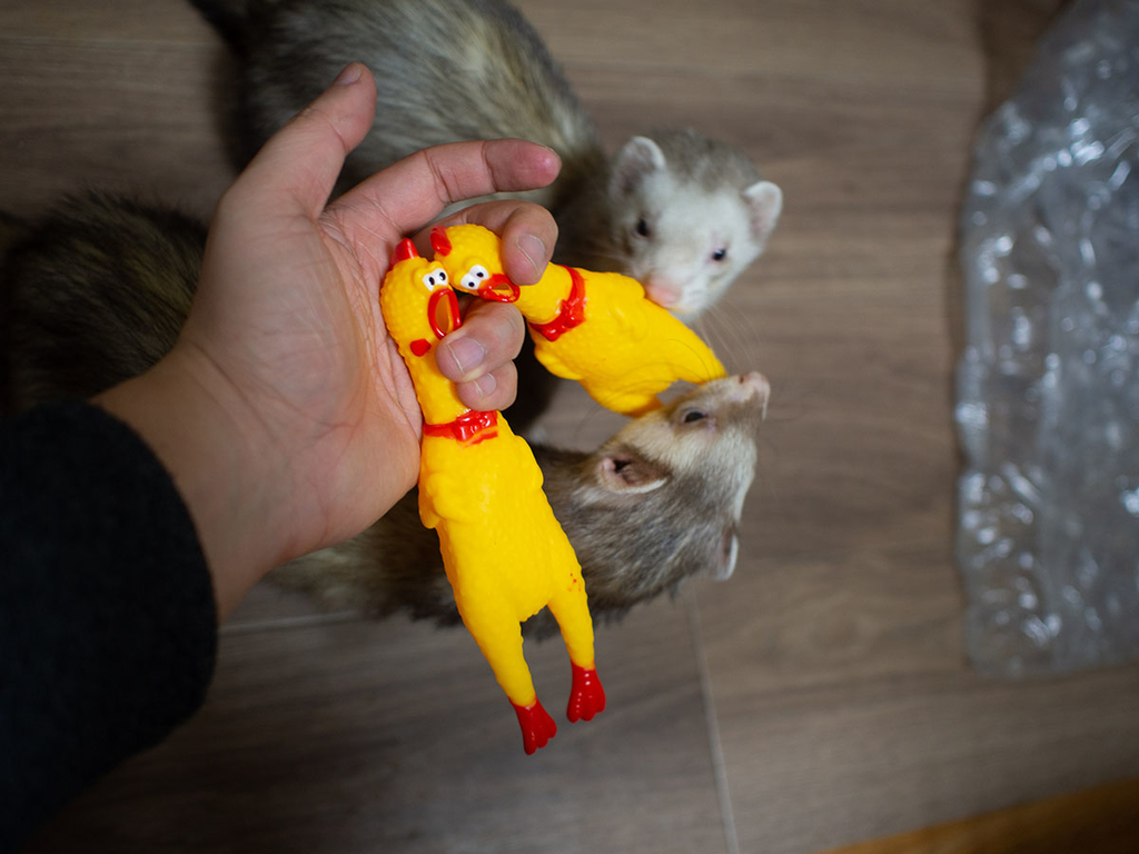 f:id:rokuzeudon:20190216211623j:plain