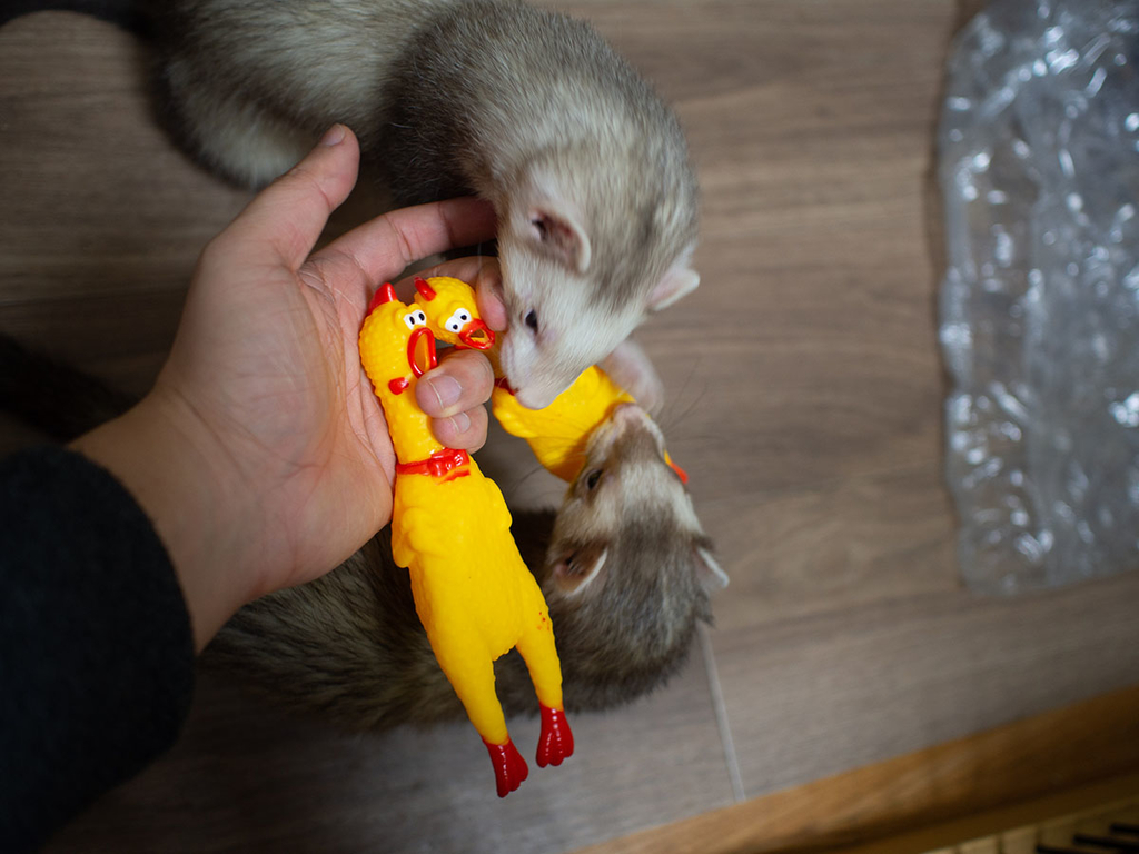 f:id:rokuzeudon:20190216211629j:plain