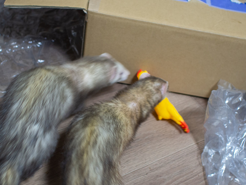 f:id:rokuzeudon:20190216211641j:plain