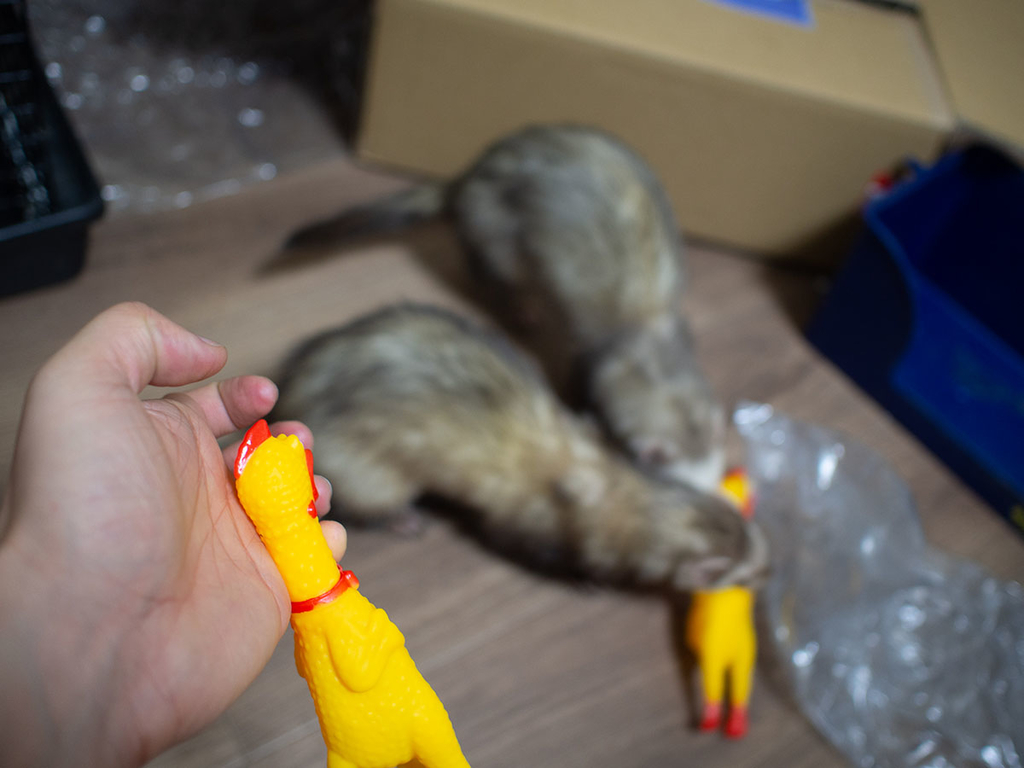 f:id:rokuzeudon:20190216211655j:plain