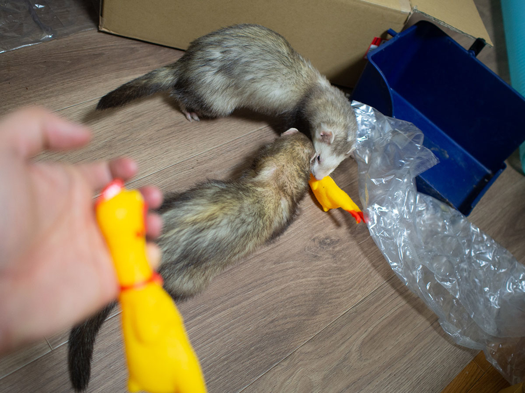 f:id:rokuzeudon:20190216211702j:plain