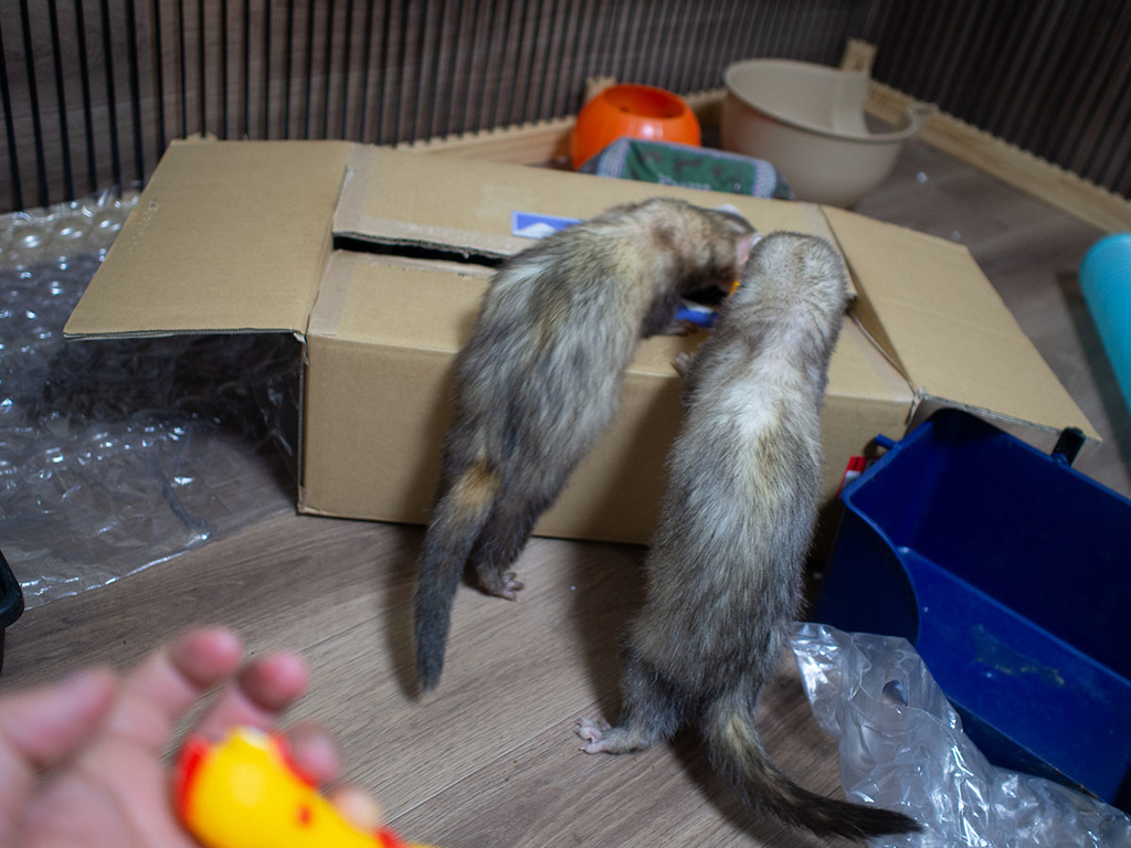 f:id:rokuzeudon:20190216211714j:plain