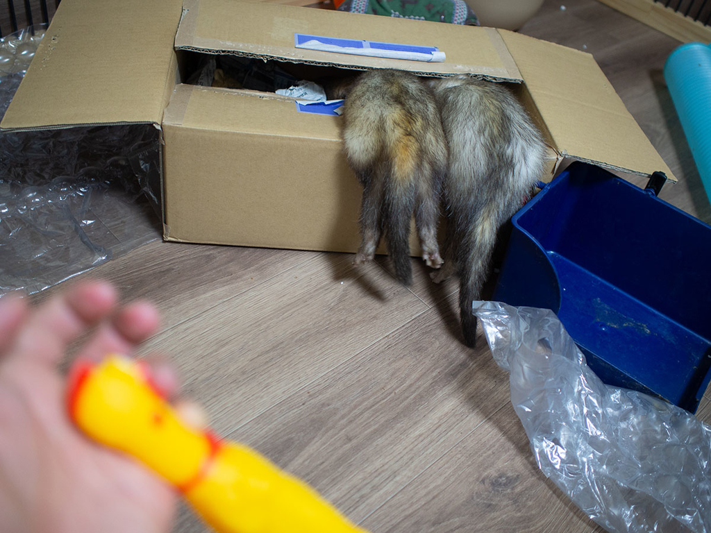 f:id:rokuzeudon:20190216211722j:plain