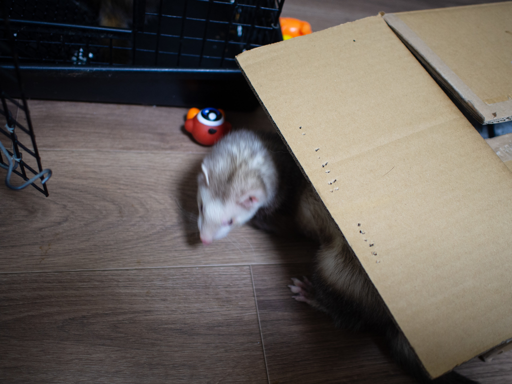 f:id:rokuzeudon:20190302110539j:plain