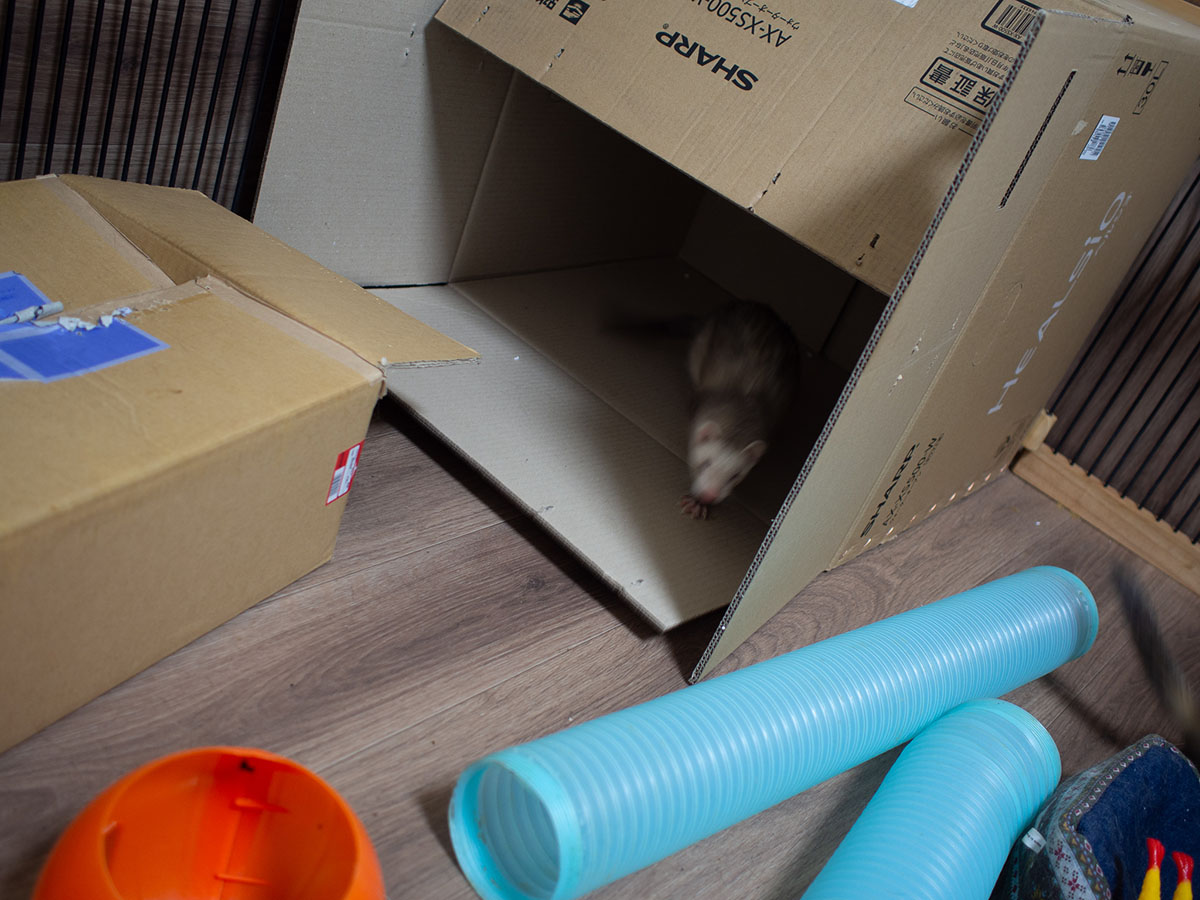 f:id:rokuzeudon:20190317233035j:plain