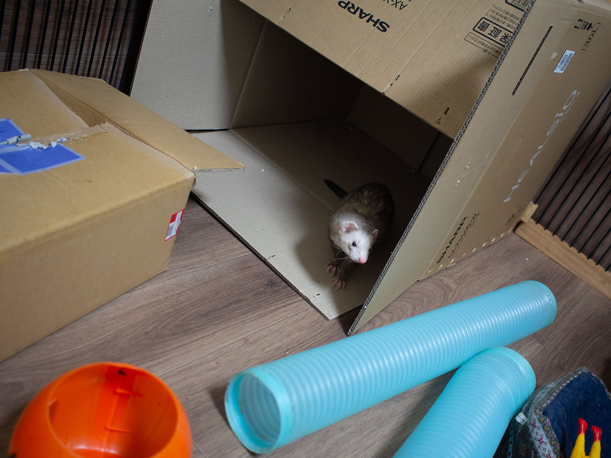 f:id:rokuzeudon:20190317233042j:plain