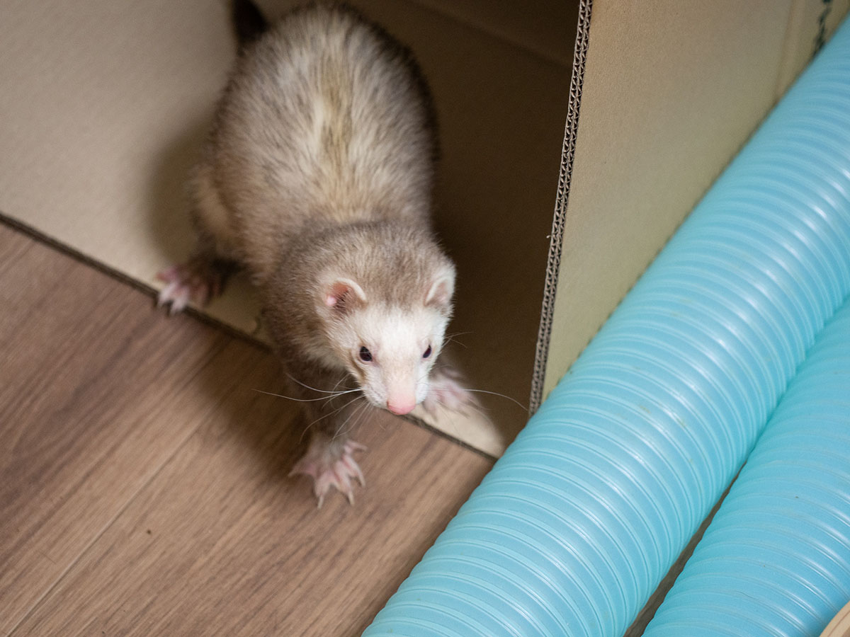 f:id:rokuzeudon:20190317233107j:plain