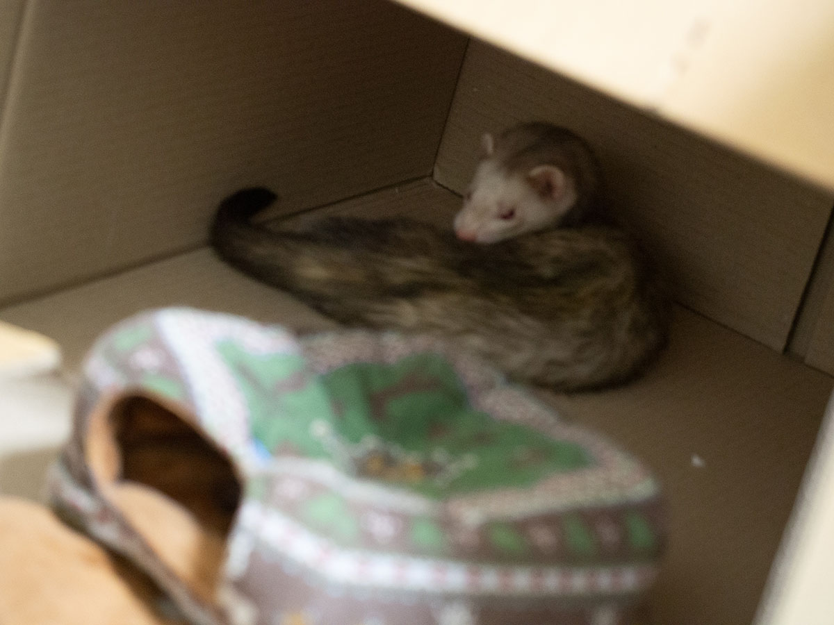 f:id:rokuzeudon:20190317233154j:plain f:id:rokuzeudon:20190317233154j:plain