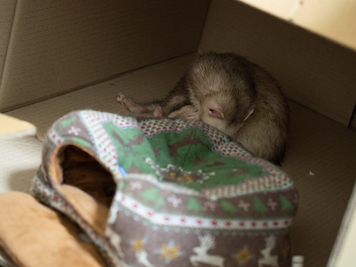 f:id:rokuzeudon:20190317233159j:plain f:id:rokuzeudon:20190317233159j:plain