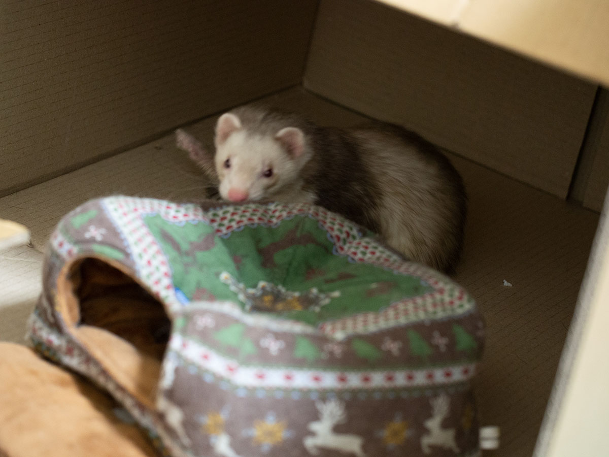 f:id:rokuzeudon:20190317233204j:plain f:id:rokuzeudon:20190317233204j:plain