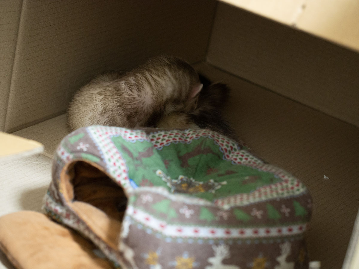 f:id:rokuzeudon:20190317233209j:plain