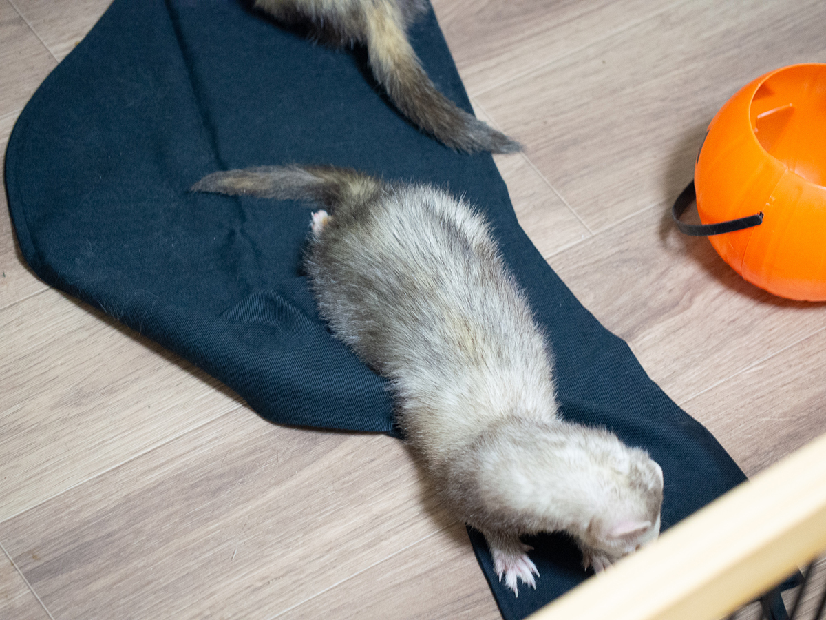 f:id:rokuzeudon:20190418193059j:plain