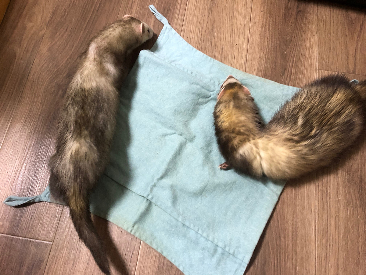 f:id:rokuzeudon:20190519114134j:plain