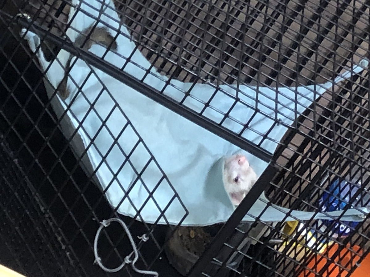 f:id:rokuzeudon:20190519114237j:plain