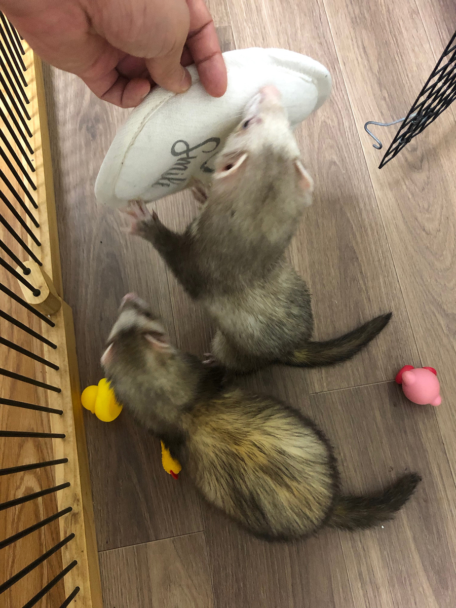 f:id:rokuzeudon:20190608121252j:plain