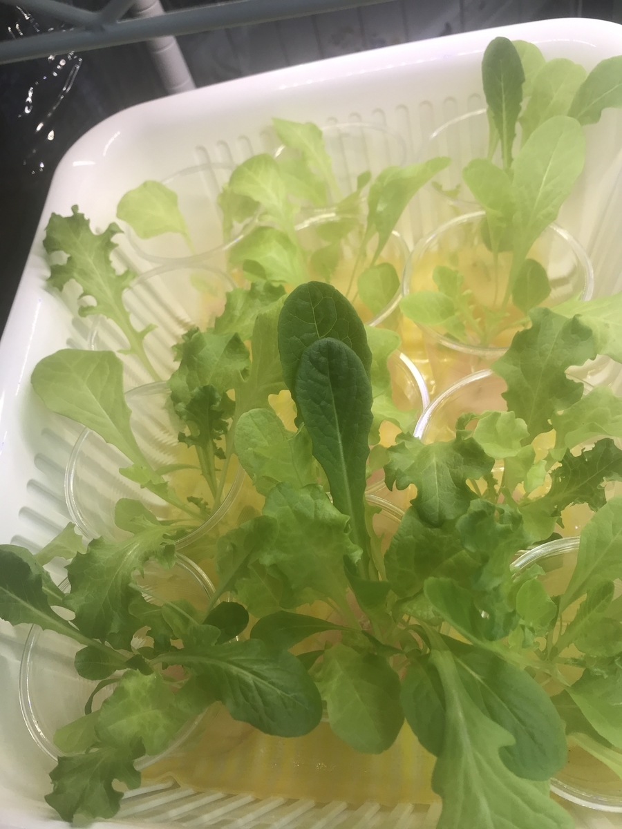 第一弾のレタス