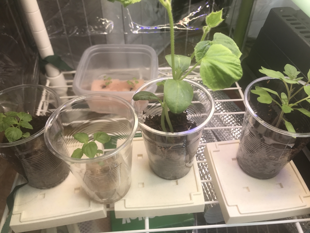 プラコップで順調に生育中